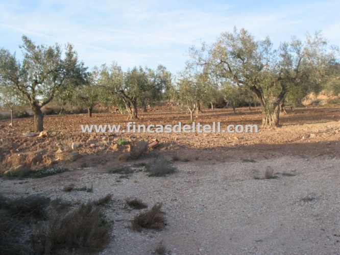 Pinoso Area,Casa de campo aislada / Country house detached,1279